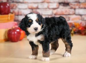 F1 mini bernedoodle near Chicago Illinois