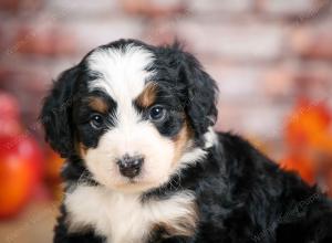 F1 mini bernedoodle near Chicago Illinois