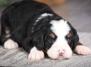 F1 mini bernedoodle near Chicago Illinois