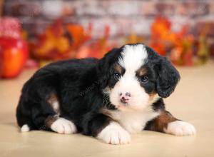 F1 mini bernedoodle near Chicago Illinois