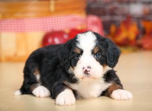 F1 mini bernedoodle near Chicago Illinois