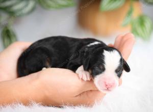 mini bernedoodle near Saint Louis MO