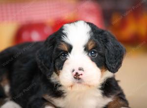 F1 mini bernedoodle near Chicago Illinois