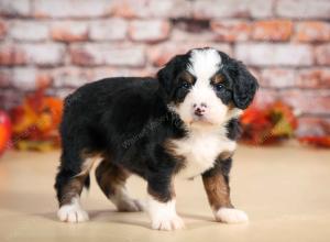 F1 mini bernedoodle near Chicago Illinois