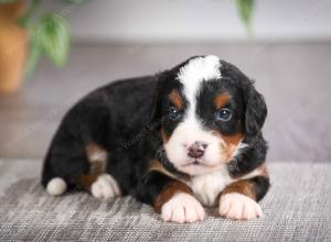 F1 mini bernedoodle near Chicago Illinois