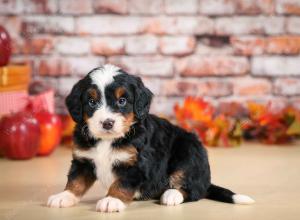 F1 mini bernedoodle near Chicago Illinois