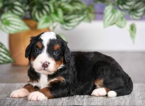 F1 mini bernedoodle near Chicago Illinois