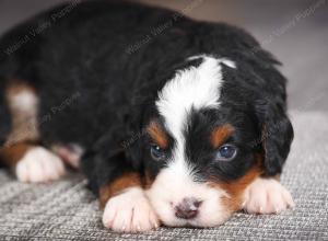 F1 mini bernedoodle near Chicago Illinois
