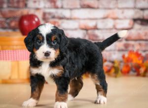 F1 mini bernedoodle near Chicago Illinois