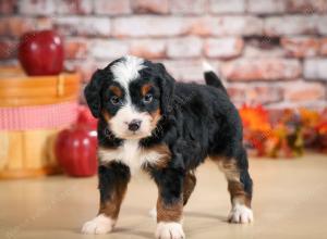 F1 mini bernedoodle near Chicago Illinois