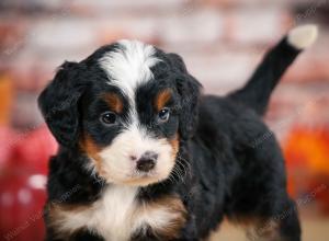 F1 mini bernedoodle near Chicago Illinois