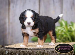 tri-colored mini bernedoodle IL