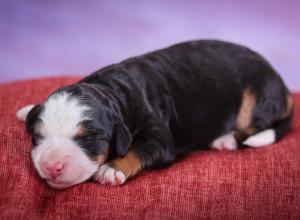 tri-colored mini bernedoodle near Chicago 