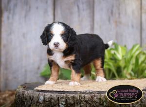 tri-colored mini bernedoodle IL