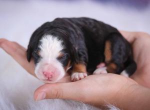 tri-colored mini bernedoodle near Chicago 