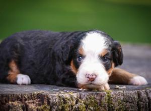 tri-colored mini bernedoodle near Chicago Illinois