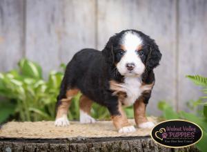 tri-colored mini bernedoodle IL