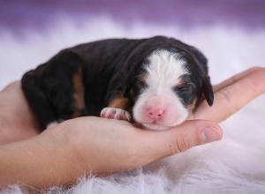 tri-colored mini bernedoodle near Chicago 