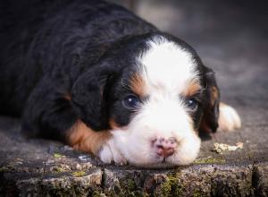 tri-colored mini bernedoodle near Chicago Illinois