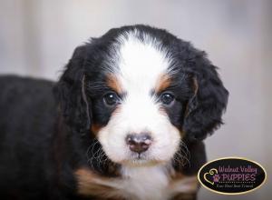 tri-colored mini bernedoodle IL