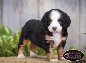 tri-colored mini bernedoodle IL