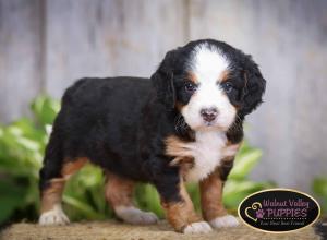 tri-colored mini bernedoodle IL