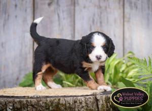 tri-colored mini bernedoodle IL