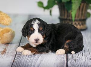 tri-colored mini bernedoodle near Chicago 