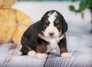 tri-colored mini bernedoodle near Chicago 