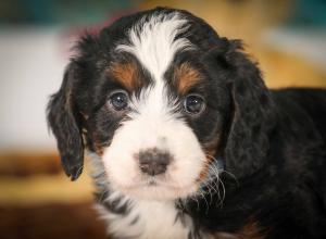 tri-colored mini bernedoodle near Chicago 