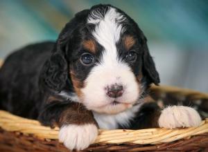 tri-colored mini bernedoodle near Chicago 