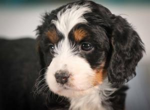 tri-colored mini bernedoodle near Chicago 