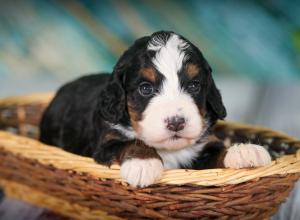 tri-colored mini bernedoodle near Chicago 