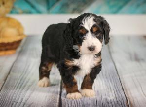 tri-colored mini bernedoodle near Chicago 