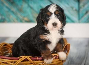 tri-colored mini bernedoodle near Chicago 