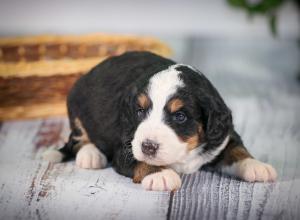 tri-colored mini bernedoodle near Chicago 