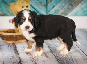 tri-colored mini bernedoodle near Chicago 