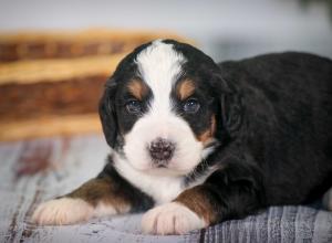 tri-colored mini bernedoodle near Chicago 