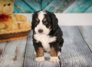 tri-colored mini bernedoodle near Chicago 