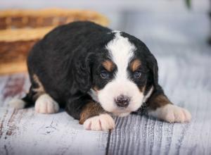 tri-colored mini bernedoodle near Chicago 