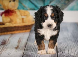 tri-colored mini bernedoodle near Chicago 