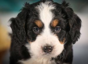 tri-colored mini bernedoodle near Chicago 