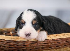 tri-colored mini bernedoodle near Chicago 