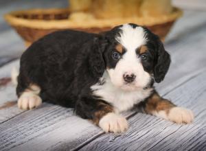 tri-colored mini bernedoodle near Chicago 