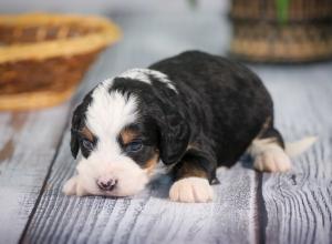 tri-colored mini bernedoodle near Chicago 