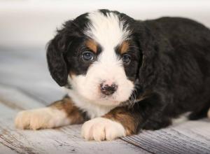 tri-colored mini bernedoodle near Chicago 