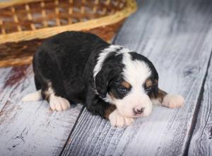 tri-colored mini bernedoodle near Chicago 