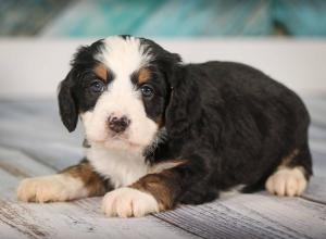 tri-colored mini bernedoodle near Chicago 