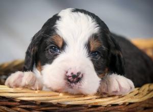 tri-colored mini bernedoodle near Chicago 