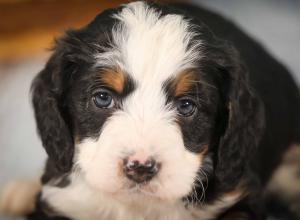 tri-colored mini bernedoodle near Chicago 